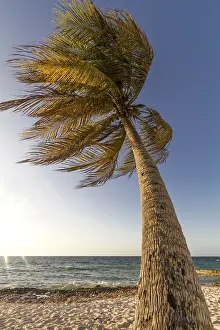 Caribbean Coastline Prints: Palm tree in the wind on the beach, Cuba