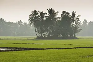 Uninhabited Waterway Scene Prints: Palm trees and paddy fields, backwaters