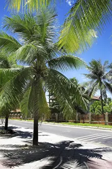 Palm Tree Landscape Prints: Palm trees on the sandy beach
