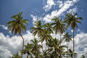 Natural Environment Photography Prints: Palms