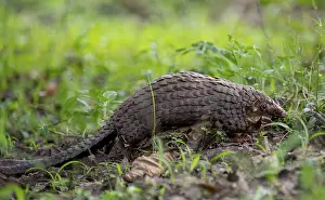 Prints of Pangolin in the grass on the ground, White-bellied pangolin (Phataginus tricuspis, Manis tricuspis), Western Region, Pangolin Rescue Centre, Uganda Manidae Prints: White-bellied Pangolin Print, Uganda