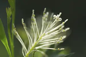 Flower Detail View Prints: Panicle