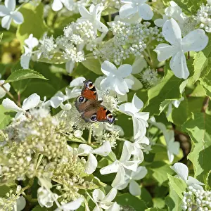 German Garden Plant Prints: Panicle hydrangea (Hydrangea paniculata LEVANA)