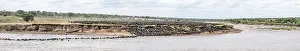 Prints of Panorama, The Great Migration, Huge herds of wildebeest (Connochaetes taurinus) leap into the Mara River and swim to the other side, Serengeti, Tanzania Wildebeest Prints: The Great Migration Print, Wildebeest Crossing the Mara River, Serengeti