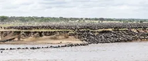Wildebeest River Crossing Prints: Panorama, river crossing during the Great Migration