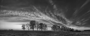 Panorama Of Trees In Flight Prints: Panorama, row of trees in the approach of a cloud front