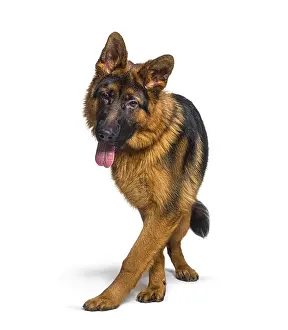 Alsatian Dog Breed Prints: Panting german shepherd walking to the camera