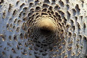 Lamellar Fungus Prints: Parasol