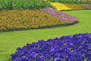 Dutch Flower Fields Prints: Park with flower fields, spring