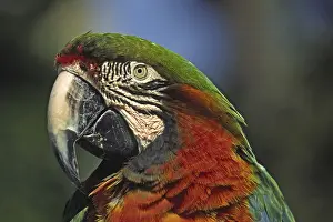 Animal Head Shot Prints: Parrot