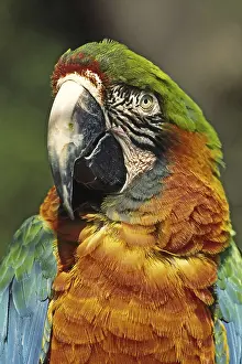 Animal Head Shot Prints: Parrot