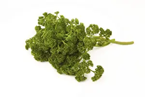 Indoor Leafy Plant Prints: Parsley
