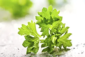 Healthy Eating Spice Prints: Parsley