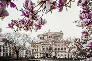 Prints of Partially withered tree, magnolia, magnolia, behind the old opera Frankfurt, Frankfurt, Hesse, Germany Opera Prints: Partially Withered Tree Print, Frankfurt, Germany