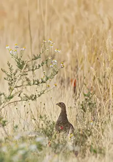 Prints of Partridge (Perdix perdix) female standing alone in colourful flowering strips of poppies and chamomile on the edge of a field next to a cereal field in summer, Hesse, Germany Grey Partridge Prints: Partridge Print: Summer Scene in Hesse, Germany