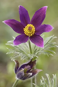Pasque Flower Prints: Pasque flower