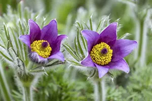 Ornamental Plants Prints: Pasque flower