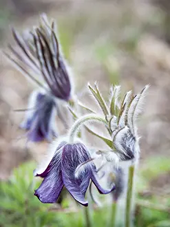 Springtime Flowers Prints: Pasqueflower blooming in Spring