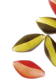 Studio Shot Food Prints: Pasta shells