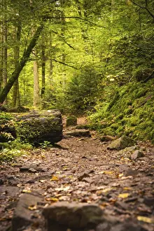 Black Forest Landscape Photo Prints: Path through the autumn forest