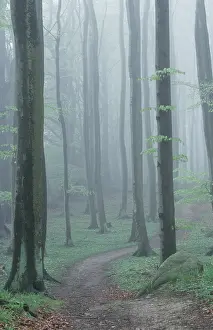 Beech Forest Germany Prints: Path in Beech Forest in spring