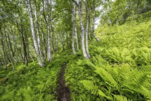 Innerdalen Valley Scenery Prints: Path between birch trees in the forest