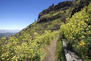 Gran Canaria Vegetation Prints: Path through blooming vegetation
