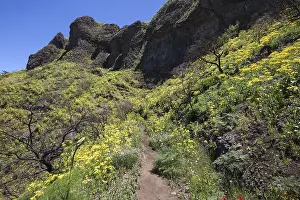 Uninhabited Mountainous Landscape Prints: Path through blooming vegetation
