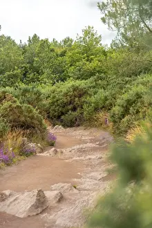 Western Europe Landscape Prints: Path in the Broceliande forest