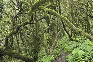 Garajonay National Park Prints: Path in the cloud forest, laurel forest