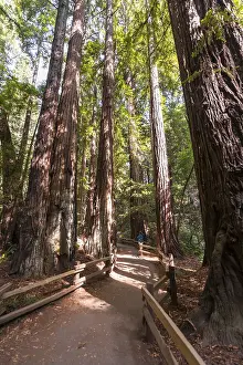 Coniferous Tree Species Prints: Path, coast redwoods (Sequoia sempervirens)