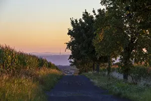 Elbe Valley Landscape Prints: Path between corn fields at sunrise