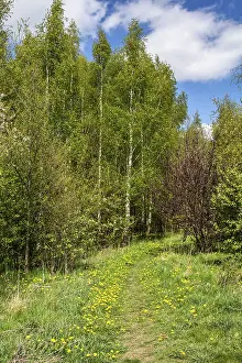 Common Dandelion Flower Prints: Path with dandelion into a birch forest in spring in Ystad