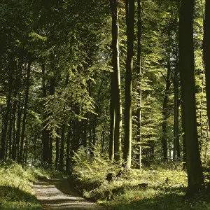 Deciduous Forest Prints: Path through deciduous forest in summer