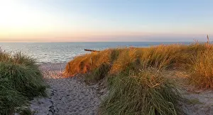 Fischland Darss Zingst Photography Prints: Path through the dunes to the beach