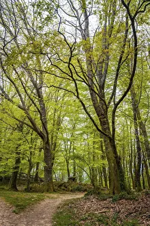 Basque Country Landscape Prints: Path in the forest, Basque country