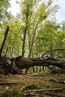 Deserted Forest Europe Prints: Path in the forest, Basque country