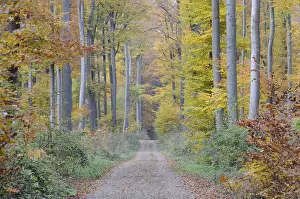Autumn Forest Path Prints: Path, forest path, autumn forest