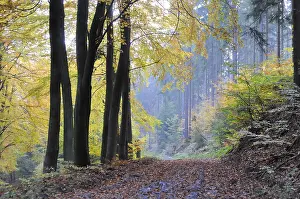 Autumnal Atmosphere Scene Prints: Path, forest path, autumn forest