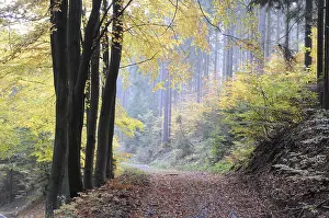 Beech Forest Scenery Prints: Path, forest path, autumn forest