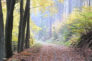Beech Forest Scenery Prints: Path, forest path, autumn forest