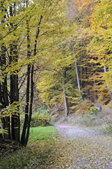 Forest Trail Photography Prints: Path, forest path, autumn forest