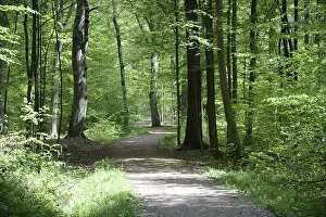 Deserted Hiking Trail Prints: Path, forest path, forest, forest