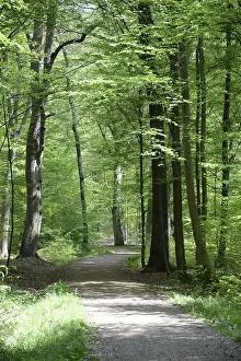 Beech Forest Scenery Prints: Path, forest path, forest, forest