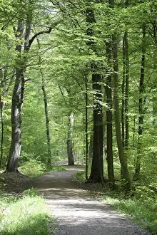 Forest Path Prints: Path, forest path, forest, forest