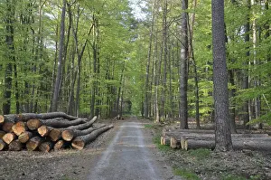 Wooded Landscape Prints: Path, forest road, tree trunks