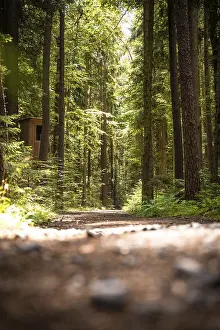 Deserted Forest Path Prints: Path in the forest in sunlight
