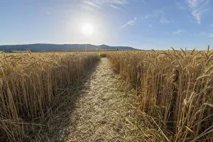 Central Europe Cereal Field Prints: Path through grainfield with sun