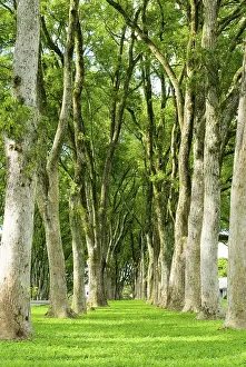 Row Of Trees Prints: A path of green grass between rows of trees