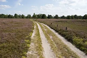 Central Europe Exterior View Prints: Path through heathland, Schneverdingen